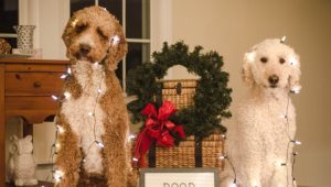 Holiday Dogs